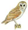 WiseOwl Icon